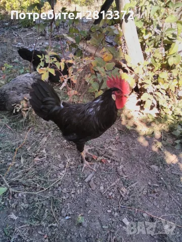  Петел Черен Легхорн Leghorn, снимка 3 - други­ - 55251872