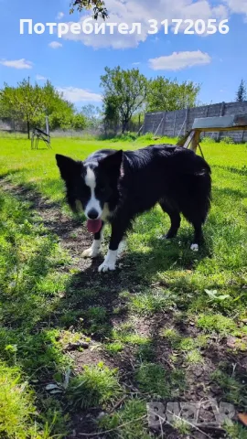 Бордър коли , снимка 2 - Бордър коли - 50417264