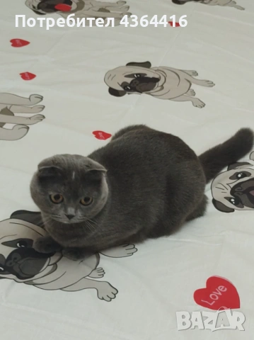 Продавам красиви и игриви британски котенца , снимка 4 - Британска късокосместа - 53984441