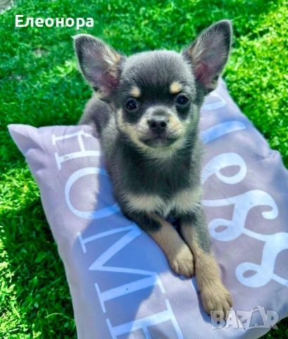 Синьо Мъжко Чихуахуа 