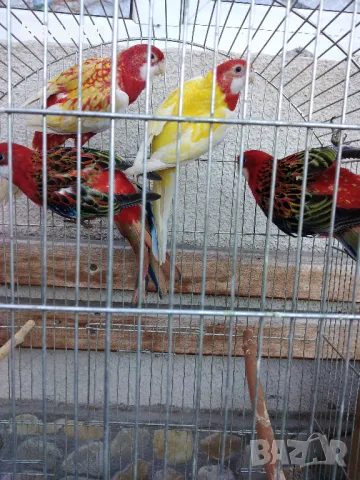 Продавам розели и пойни папагали