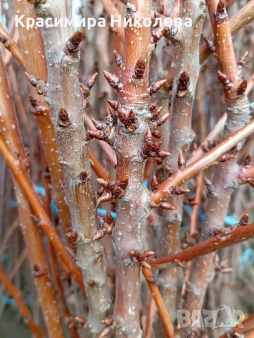 Продавам овощен посадъчен материал, снимка 9 - Разсади - 52362615