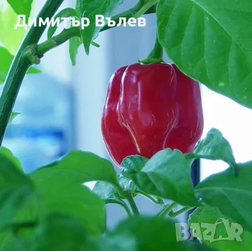 Семе семена най-лютата чушка Червено Хабанеро (Савино; Савино Хабанеро; Red Savina Habanero), снимка 3 - Разсади - 47393432