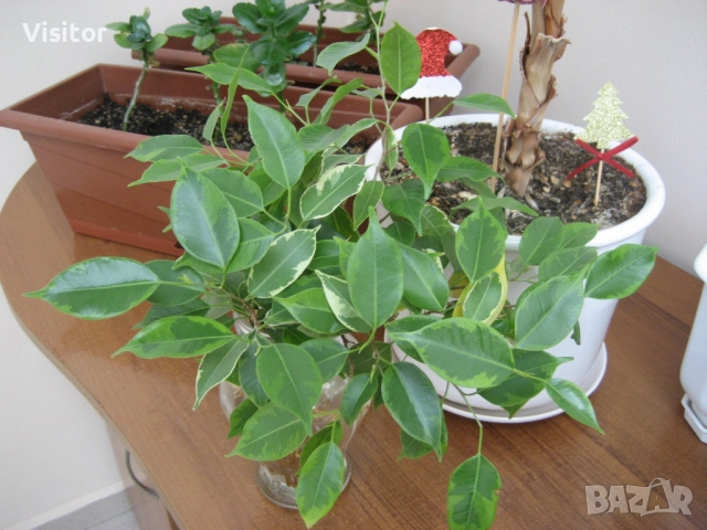 Canon PowerShot SD600, снимка 18 - Фотоапарати - 52652936