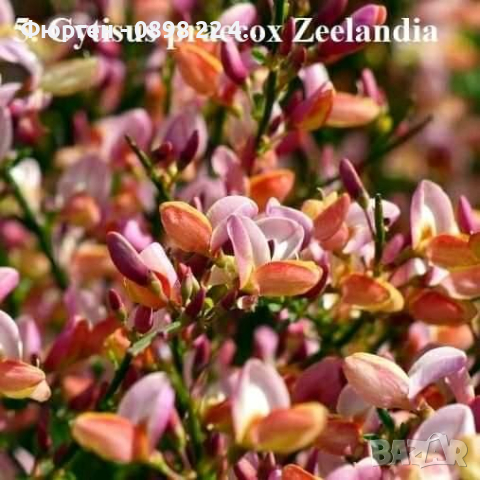 Цитизус - Налични 5 цвята , снимка 17 - Градински цветя и растения - 40810443