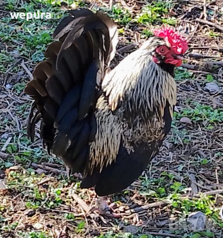 Продавам няколко декоративни петли за разплод или за красота японски кокошки и петли но, снимка 11 - Кокошки и пуйки - 39975503