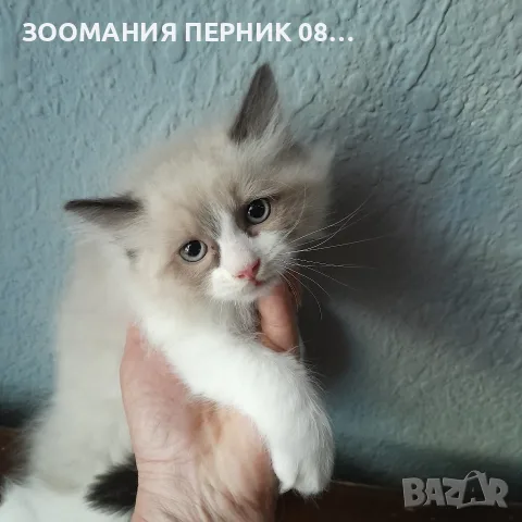 котета Регдол на 2месеца