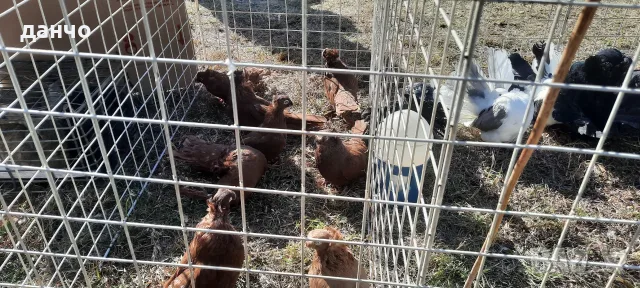 Продавам белослатински двукачули , снимка 4 - Гълъби - 56356969