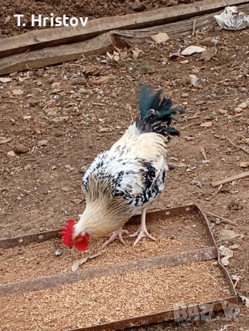 Петли на всякаква възраст , снимка 3 - Кокошки и пуйки - 54184768