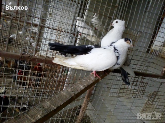 Различни породи гълъби, снимка 5 - Гълъби - 31894635