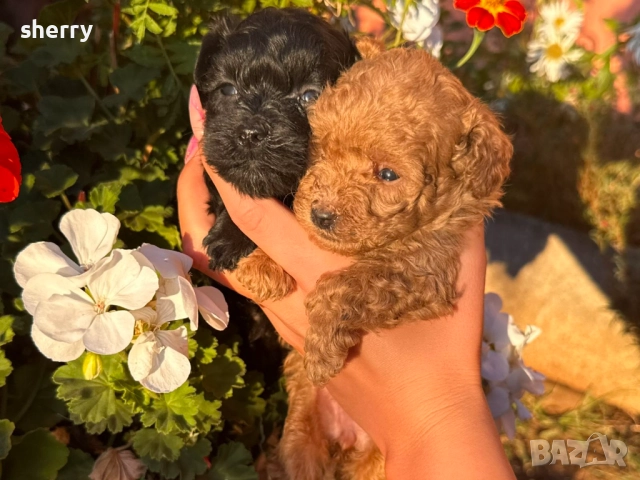 Пудел той , снимка 3 - Пудели - 52487757