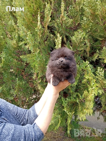 Черен Померан.Снимки от 29.04.26г. , снимка 3 - Померан - 54357328