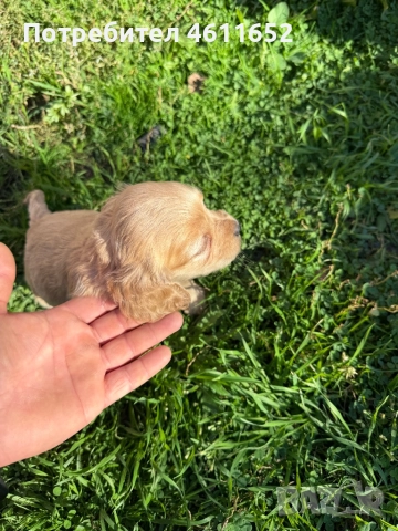 кокерчета, снимка 16 - Шпаньоли - 52281572