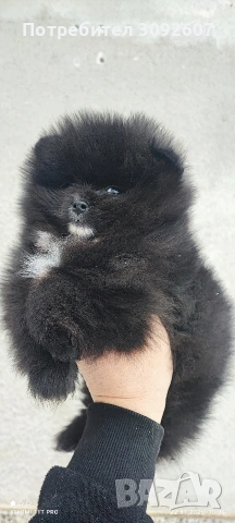 Померанче момче , снимка 4 - Померан - 53193406