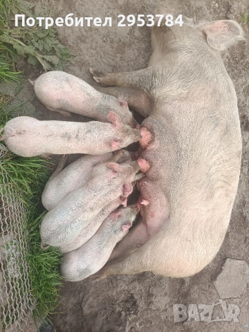домашни прасета., снимка 2 - Прасета - 54227844