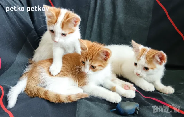 Подарявам малки котенца на три месеца, снимка 3 - Други - 56067925