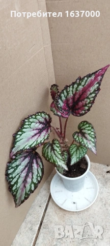 Бегония Salsa 