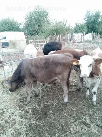 10 броя мъжки област Велико Търново село Раданово , снимка 10 - Крави - 56242374
