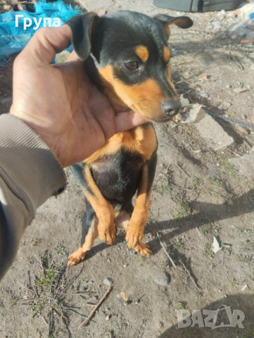 Продавам 2 Кучета , снимка 8 - Пинчер - 53068416