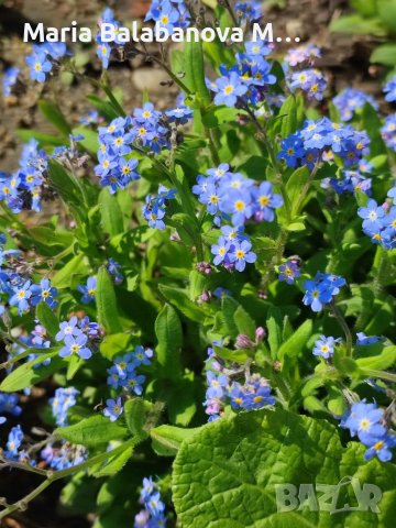 Сухи цветя за изработка на бижута , снимка 2 - Други - 40422582