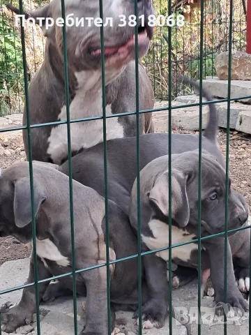 Американско Були / American Bully, снимка 5 - Други - 56542487