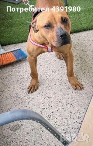 Питбул на 1 година 