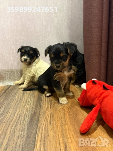 Мини йоркширски териери, снимка 7 - Йоркширски териер - 52671031