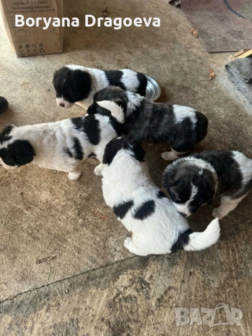 Каракачани