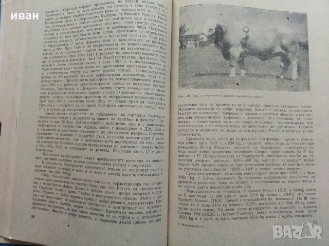 Животновъдство - Д.Димитров,П.Цонев - 1974 г., снимка 7 - Специализирана литература - 30444258