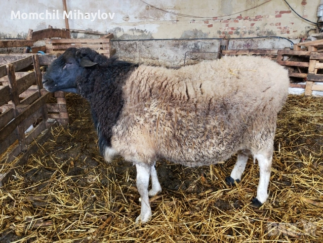 продавам коч