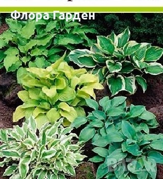 ХОСТА - Коренища