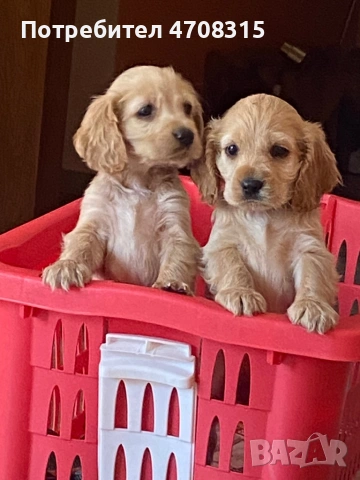 Кокер шпаньол момче  карамел ваксина, снимка 4 - Кокер шпаньол - 54275011