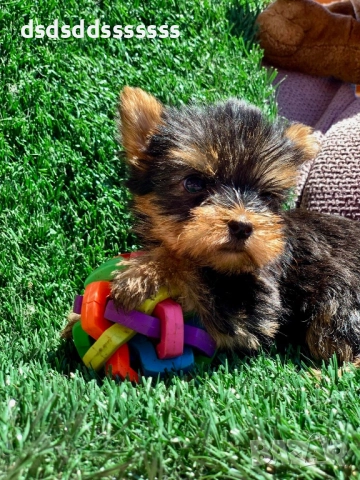 Продавам мини йорки 