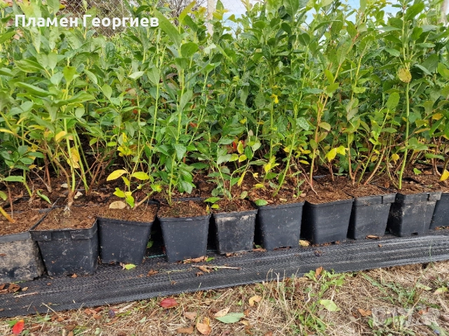 раздад боровинки , снимка 5 - Разсади - 51913927