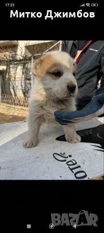 Кавказки вълкодави , снимка 5 - Други - 52867966