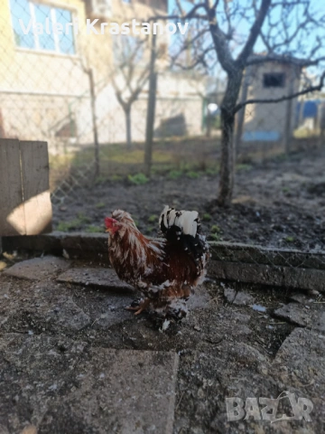 Струмски Петел порцелан 3-цветен