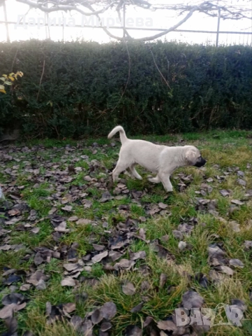 Турски Кангал , снимка 6 - Кангал - 52839191