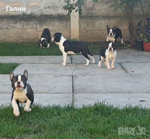 Бостън териер,Бостон териер, Бостън териер с родословие, снимка 3 - Други - 33815745