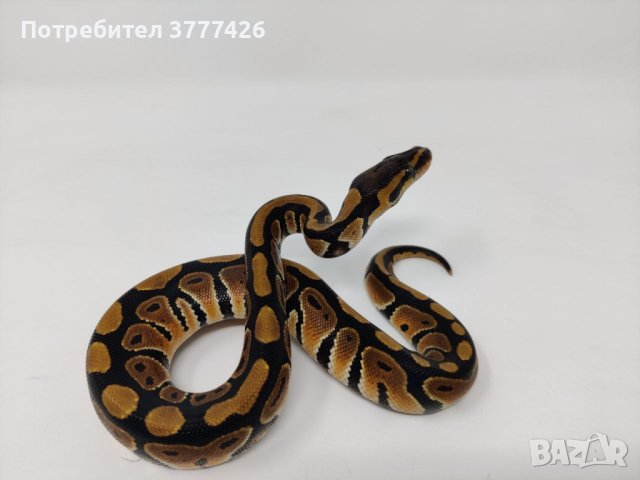 Кралски Питон / Ball Python / Python regius, снимка 8 - Змии - 42172390