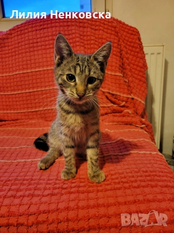 Подарява се тигрово котенце на три месеца