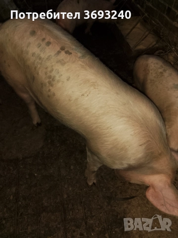 продавам мъжко прасе, снимка 2 - Прасета - 52986439