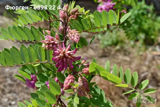 Акация - Налични 2 цвята, снимка 6 - Разсади - 43201691