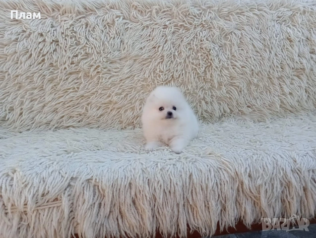 Мъжки и женски Померани.Реални снимки от 06.04.26 г., снимка 2 - Померан - 54105762