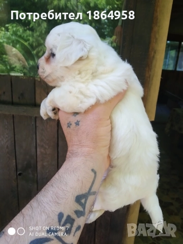 СУПЕР МИНИ МАЛТИЙСКА БОЛОНКА Доставка, снимка 2 - Болонка - 52068837