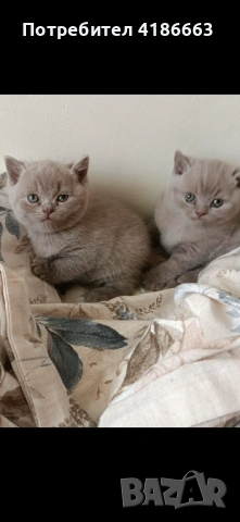 Британска късокосместа цвят люляк за разплод , снимка 16 - Британска късокосместа - 52412010