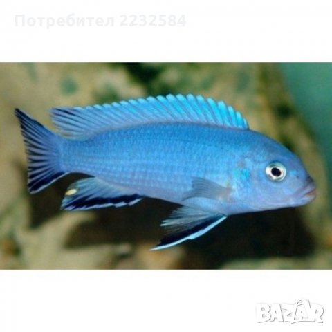 Рибки Африкански цихлиди, снимка 2 - Рибки - 34408131