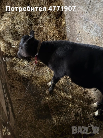 Телета, снимка 2 - Крави - 53913710