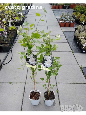 Clematis ‘Isago’ (Клематис Исаго), снимка 3 - Градински цветя и растения - 50819756