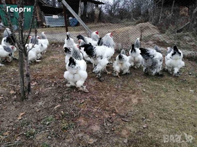 Продавам яйца от брама , снимка 2 - други­ - 40367229