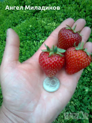 Ягоди Немска принцеса, снимка 2 - Градински цветя и растения - 49476210